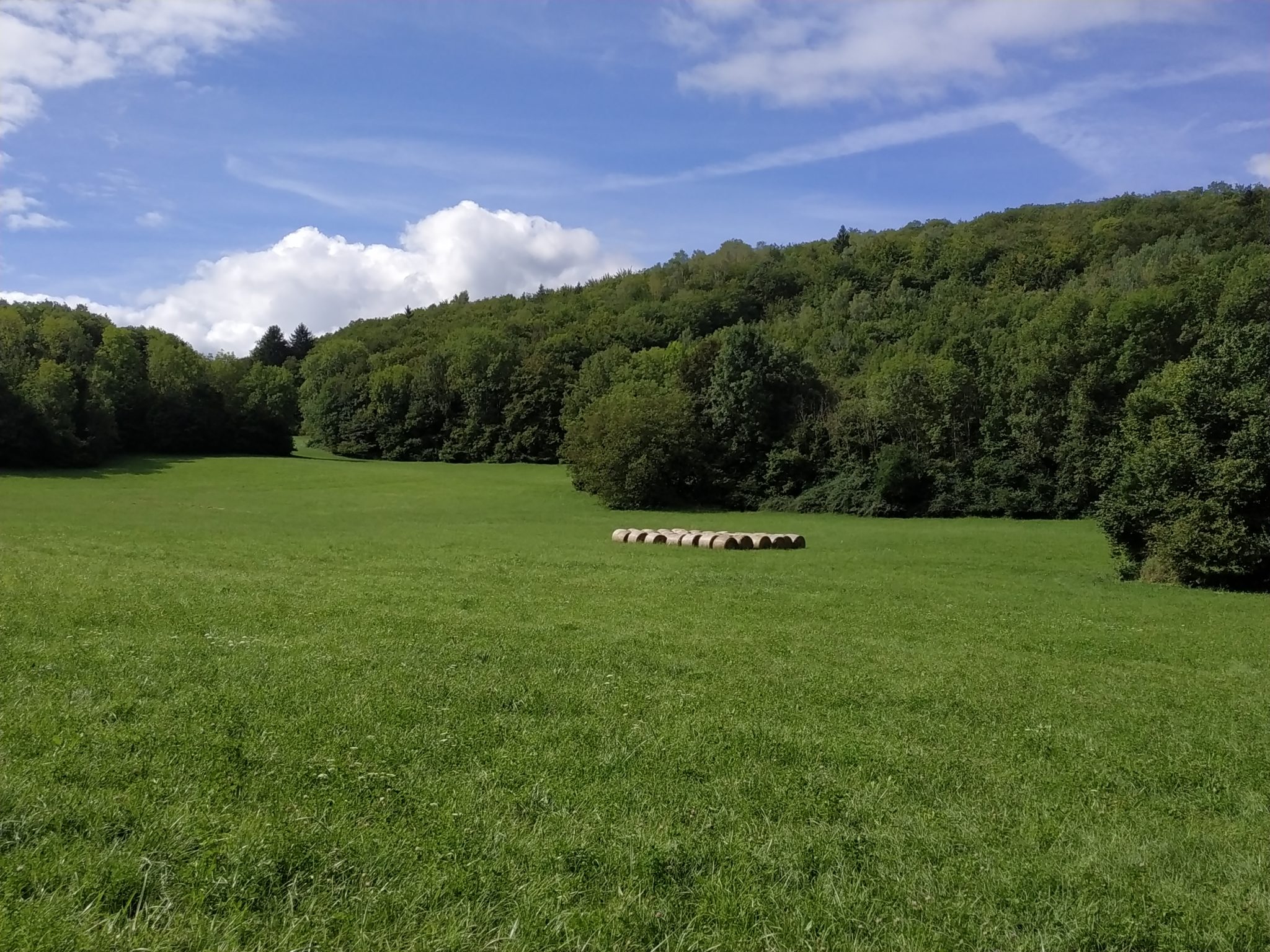 Conférence-débat FED du 1er juillet 2021: Les compensations pour atteinte à l’environnement : une pratique pérenne ?