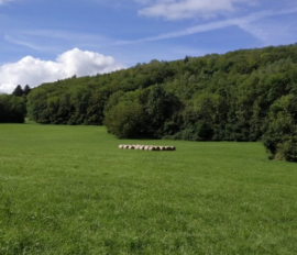 La nécessaire protection des sols pour atteindre la neutralité carbone