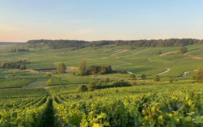 L’économie foncière du vignoble champenois – Formation des prix et rôle de la régulation